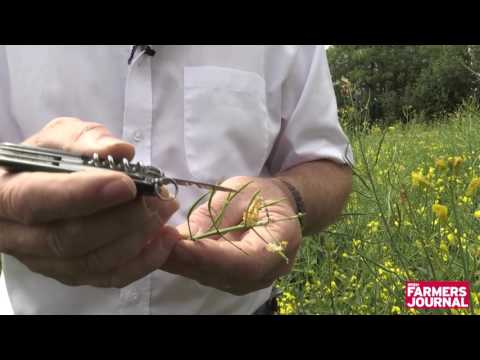 Video: Spectacular Rapeseed Leaf Beetle