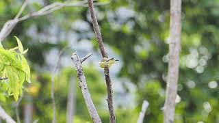 Yellow-fronted Canary at Marina Grove, Singapore | African Escapee Finch