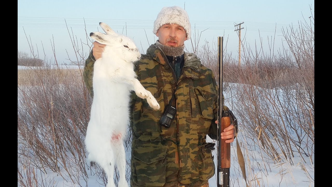 заяц-русак в белоруссии. охота на зайца русака по чернотропу. охота на зайца белоруссия. охота на зайца белоруссия. охота на зайца белоруссия.