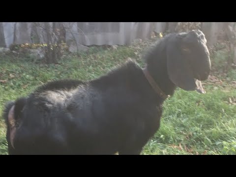 Англо-Нубийский козел !