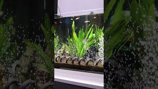 Product Link in Bio ( 299 ) 🚀 Ultra-Thin Aquarium Oxygen Diffuser Bubble Maker Tube