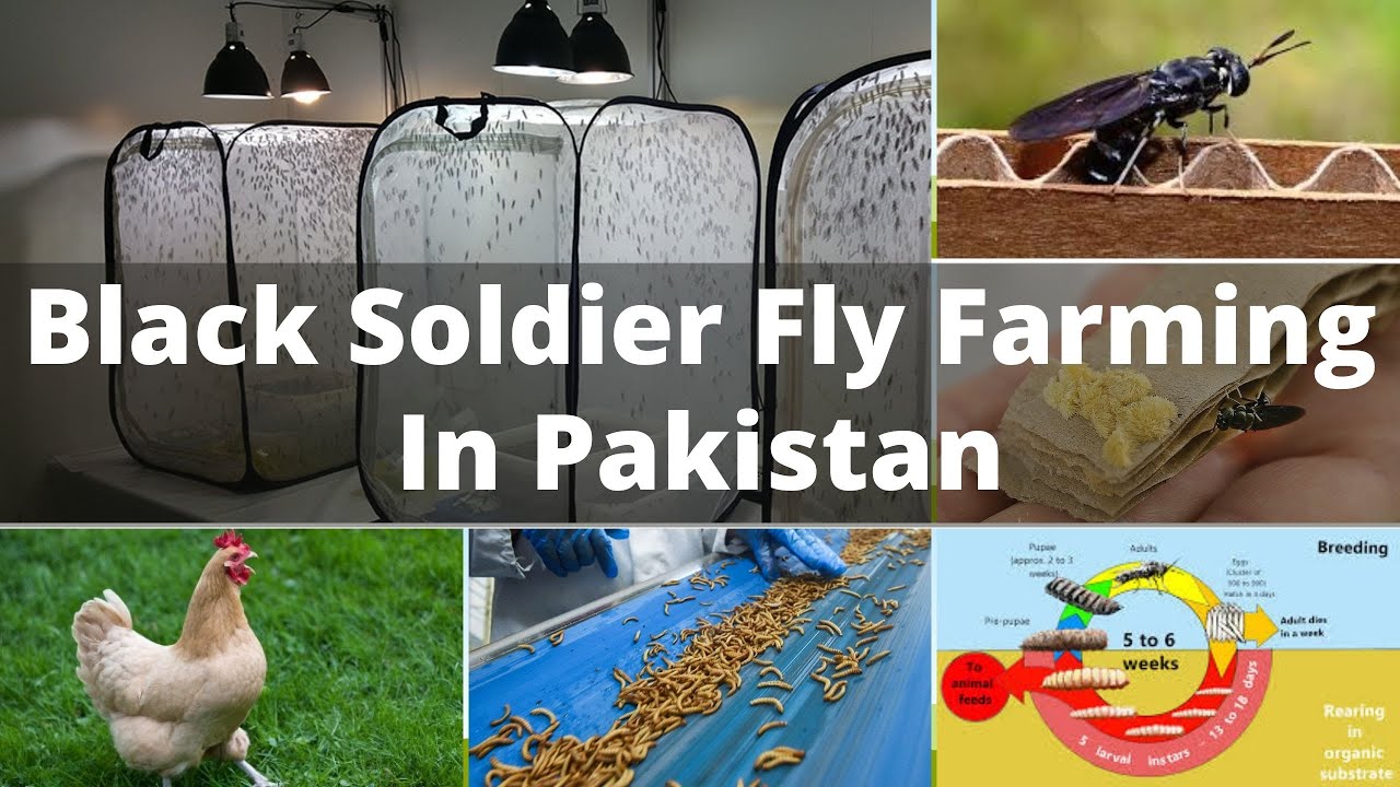 Black Soldier Fly Farming In Pakistan - Black Soldier Fly (Bsf) In Pakistan Complete Video