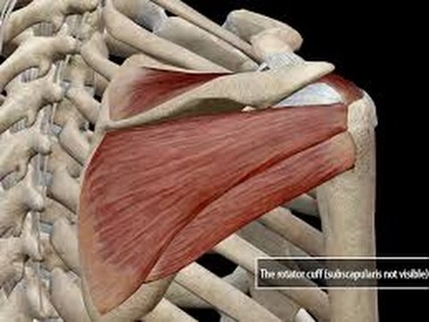 exercise 14.1 class 11 The Best in Rotator Cuff Exercises : for Injury Prevention, Physical Therapy & Sport Performance