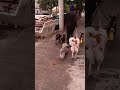 MercadoLivre de cachorro