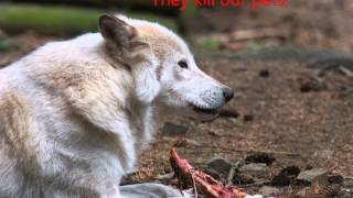 The hunting of the wolves PSA