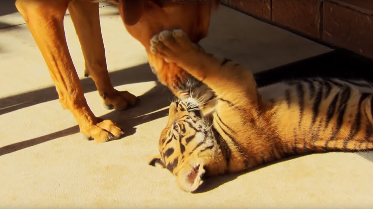 ⁣Tiger Cubs Playing With Dogs | Tigers About The House | BBC