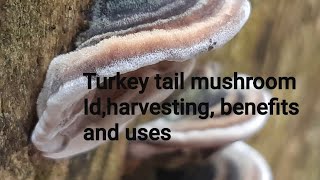 Introduction to Turkey Tail Mushrooms