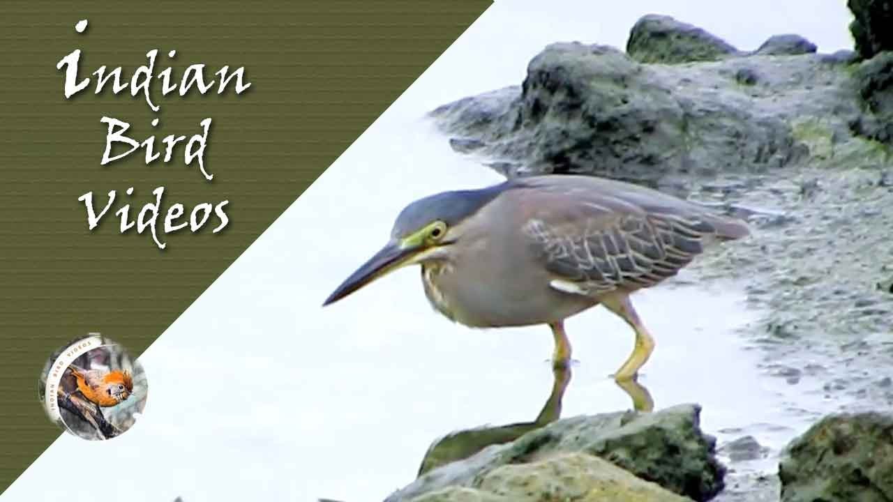 The Striated Heron (Butorides striata) - Indian Bird Videos 