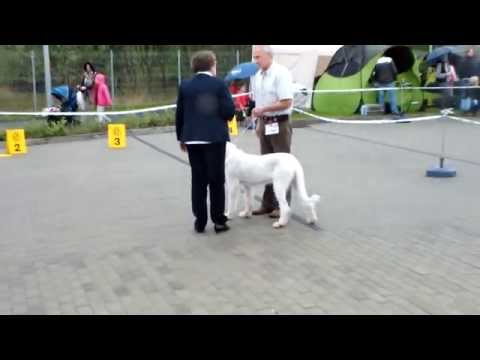 CACIB Opole 2015, Spinone italiano- Junior class- males