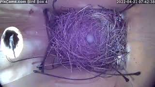 House Wren Raids Bluebird Box And Throws Out Eggs 4222022