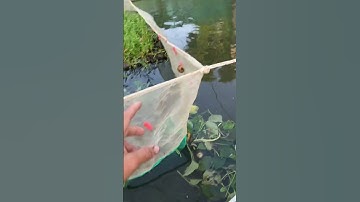 Mô hình nuôi cá lau kiếng xen ốc bươu vàng làm nguồn thức ăn #shortvideo #fishing