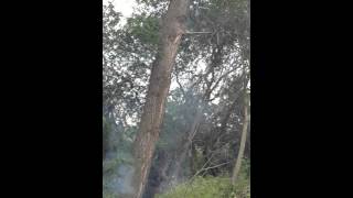 Yozgat Agac Kesimi Güryak Palet