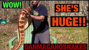 Episode 23: Starter snakes? With my BIG T+ albino Blood python