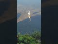 "The egrets stalk through the rainas if nothing mortal can affect them, or they liftlike abr
