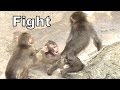 Baby Monkey 21 - Bullied by Child Monkey
