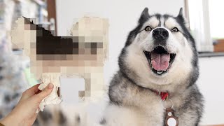 I Turned My HUSKY Into A Pinata For His Birthday! by Jodie Boo 17,338 views 3 weeks ago 22 minutes