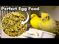 How to make the PERFECT Breeding egg food for Birds | Finches & Canaries