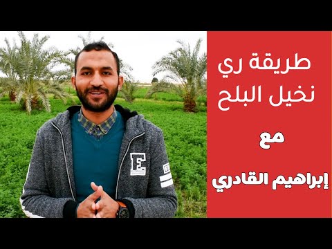 طريقة الري في نخيل البلح - برنامج رفيق المزارع مع إبراهيم القادري