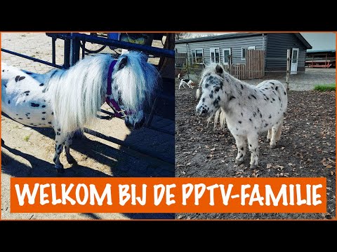 Video: Welk Paard Heet Laurier?