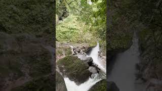 POV: you came for the jungle views, stayed for the spider attacks 🕷🌴😂#jungle #forest #travel #views