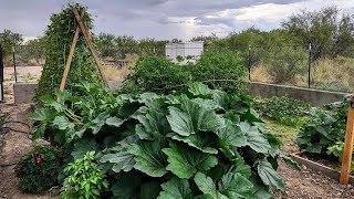 Gardening in the Arizona Desert Using Native Soil  No Fertilizer, Growing Organic Vegetables