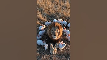 Huge Lion Overwhelmed by Adorable Tiny Animals! #AI #Sora #OpenAI