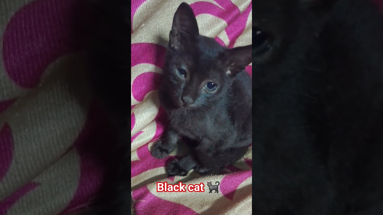 Black cat 🐈⬛️# subscribe #like#share#comment#short#black cat#viral#daily post #Black cat#love
