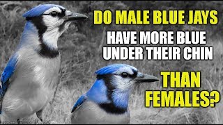 Do Male Blue Jays Have More Blue Under Their Chin Than Females Youtube