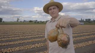 Uprawa cebuli na Kujawach