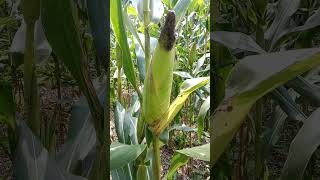 P27 Lumigen Top Markotop