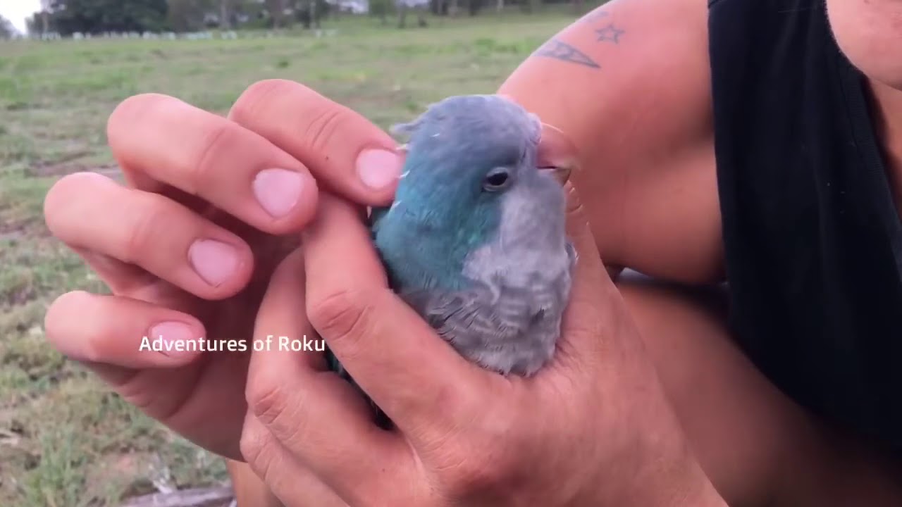 Cute Parrot Loves Scratches - YouTube