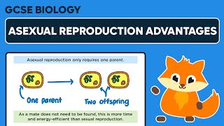 Advantages of Asexual Reproduction - GCSE Biology