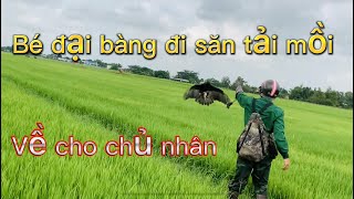 Sự trở lại của đại bàng đen và lợi hại hơn xưa (đại bàng săn mồi )