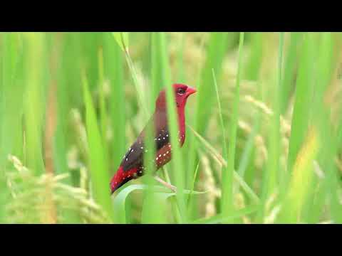 Red Avadavat / นกกระติ๊ดแดง / Amandava amandava