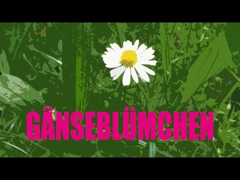 Gänseblümchen