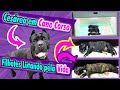 Cesárea em Cane Corso com Distocia