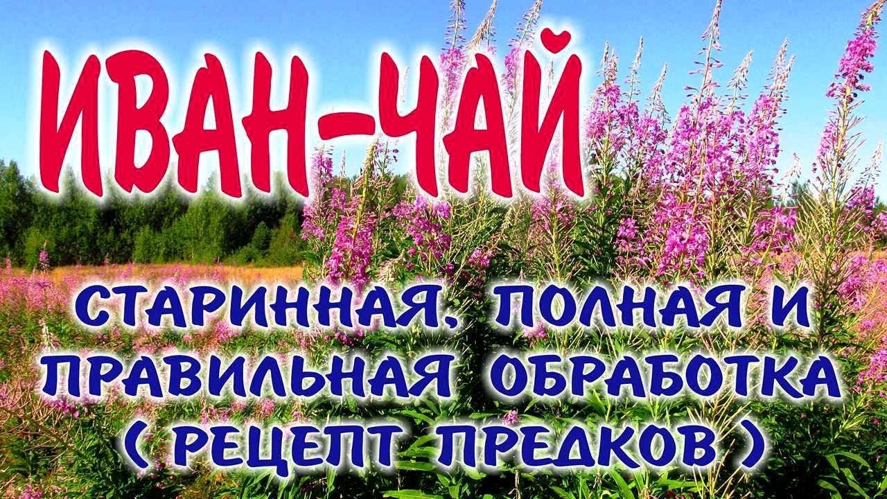 фото кипрей иван-чай онлайн