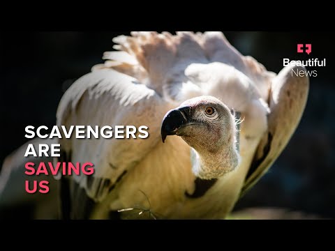 Beautiful News | The superpowers of a scavenger