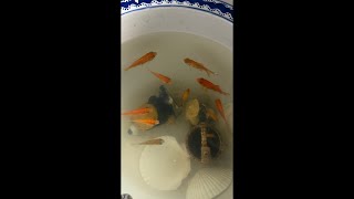 20260906古法生态鱼缸换水Chinese traditional aquarium watering methods maintainess ASMR!