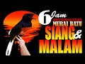 PAKET KOMPLIT JUARA | MASTERAN MURAI BATU AMPUH | SIANG DAN MALAM |  Shama bird fighter