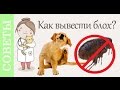 Блохи. Как обнаружить, вывести, сколько стоит?