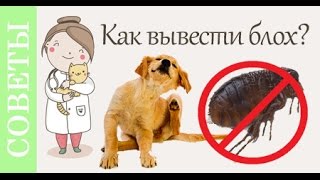 Блохи. Как обнаружить, вывести, сколько стоит?