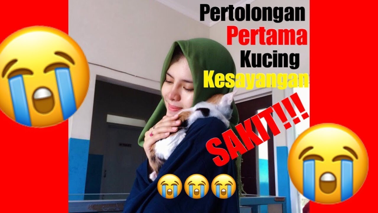 PERTOLONGAN PERTAMA PADA KUCING SAKIT | Cara Merawat Kucing Sakit