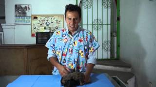 TUTORIAL CACHORROS DOBERMAN