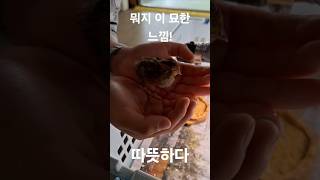 꼬마의 따뜻한 손이 맘에 든 새끼 메추리