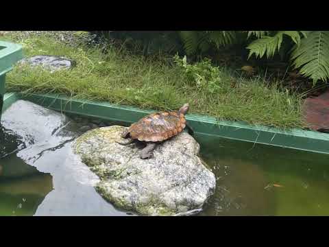 オレンジニホンイシガメ