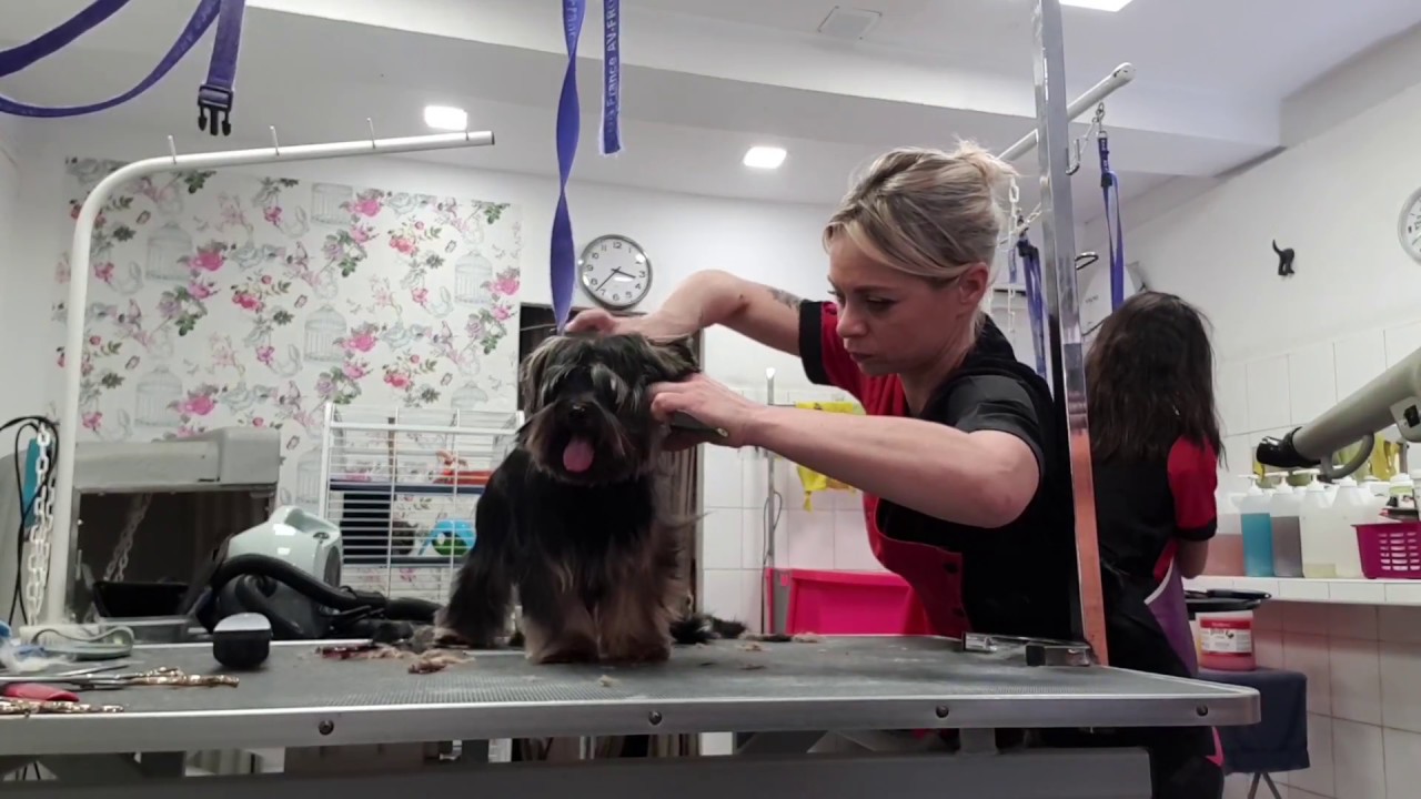 Coupe Ciseaux York Poil Laineux Youtube Coupe Ciseaux York Poil Laineux Youtube