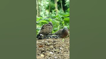 Dove trap on the ground - Traditional Catch Dove By Quick Traps #Shots