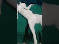 #funnyvideos #tranding #music #comedy