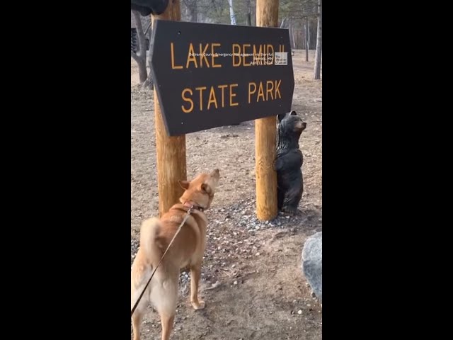 Dog Hits High Notes With Tornado Siren During Test Alarm